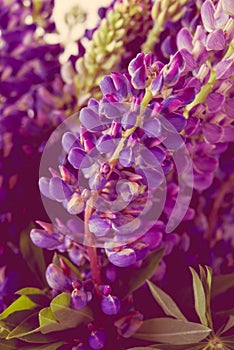 Violet and purle wild flowers macro shot