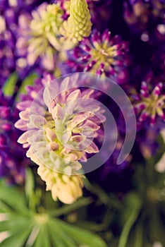 Violet and purle wild flowers macro shot