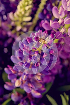 Violet and purle wild flowers macro shot