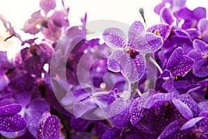 Violet or purple ascocenda orchid flowers