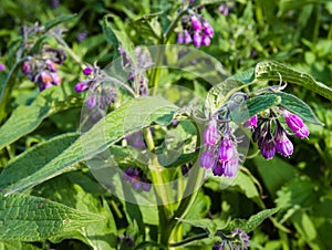 Violet and purple blooming common comfrey plants from close