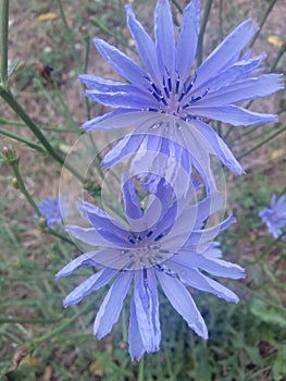 Violet purple blue flower garden fall