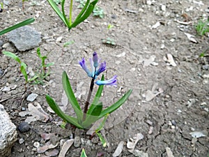 Violet or purple and blue flower with green leafes on the brown ground at spring outdoor in the street