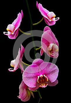 Violet purple colored dendrobium orchids 