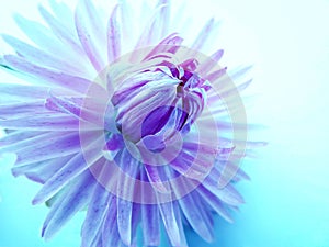 A violet purple Dahlia flower with artistic effect