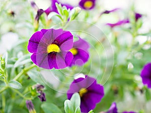 Violet-purple flower Calibrachoa petunia Million bells ,Trailing petunia ,Superbells ,seashore smaller flowers