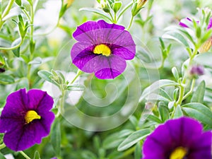 Violet-purple flower Calibrachoa petunia Million bells ,Trailing petunia ,Superbells ,seashore smaller flowers