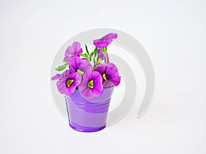 Violet-purple flowers in purple pot basket isolated on white background ,Calibrachoa petunia Million bells ,Trailing petunia ,Supe
