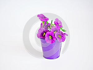 Violet-purple flowers in purple pot basket isolated on white background ,Calibrachoa petunia Million bells ,Trailing petunia ,Supe