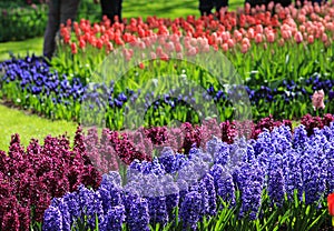Violet and purple hyacinths in a field with red and pink tulips