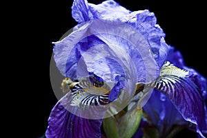 Violet purple iris background. Spring concept.