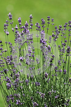 Violet, purple lavandula - lavender flowers with leaves background