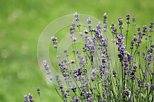 Violet, purple lavandula - lavender flowers with leaves background