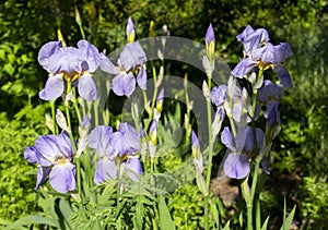 Violet / purple / lilac irises with yellow centers