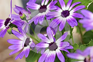 Violet purple little daisy macro