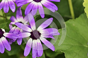 Violet purple little daisy macro