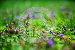 Violet and purple meadow flower, sharpened and blurred