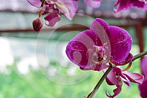Violet or purple orchid hanging from a covered garden