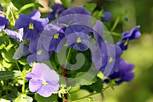 Violet and purple pansies in the garden