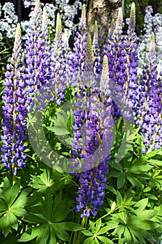 Violet / purple / pink lubine / lupine lasted Lupinus polyphyllus