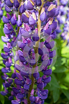 Violet / purple / pink lubine / lupine lasted Lupinus polyphyllus