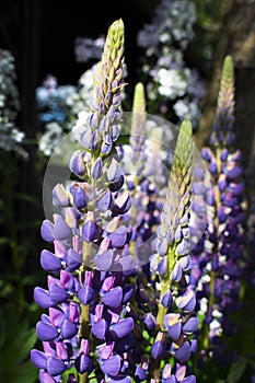 Violet / purple / pink lubine / lupine lasted Lupinus polyphyllus