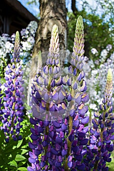 Violet / purple / pink lubine / lupine lasted Lupinus polyphyllus