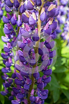 Violet / purple / pink lubine / lupine lasted Lupinus polyphyllus photo