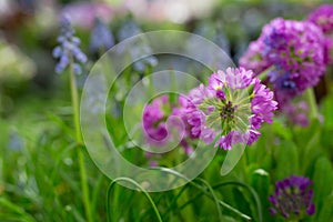 Violet and purple primula flowers