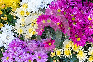 Violet, purple and yellow aster flower