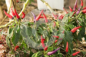 Violet and Red Bird`s Eye Chilli