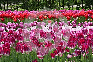 Violet and red tulips in flowers field.