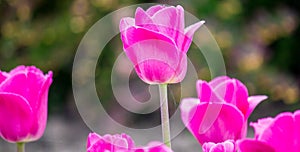 Violet-red tulips after the rain