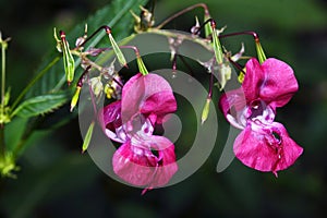 Violet rhododendron blossom