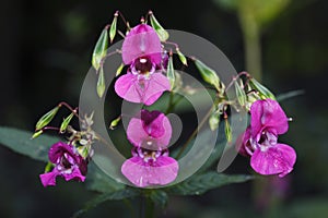 Violet rhododendron blossom