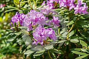 Violet Rhododendron. Evegreen shrub