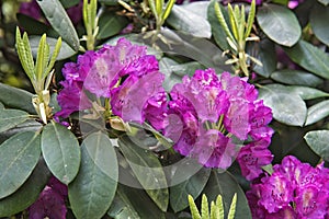 Violet rhododendron flowers