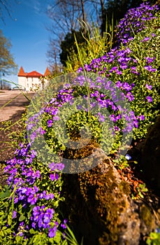 Violet roadside spring flowers