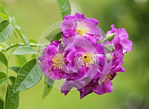 Violet rose with bug