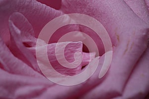 Violet rose close-up abstract background