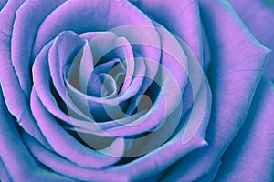 Violet Rose. Saturation color