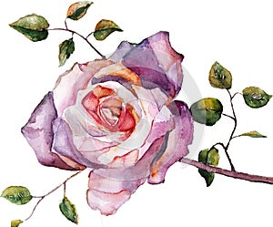 Fialový růže  akvarel ruční 