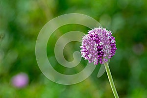 violet round headed garlic flower