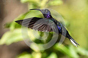 Violet Sabrewing (Campylopterus hemileucurus)