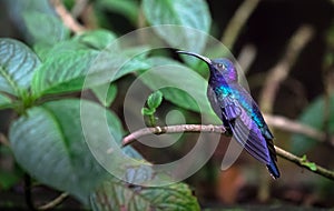 Violet sabrewing Campylopterus hemileucurus, adult male photo