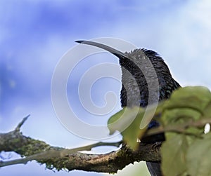 Violet sabrewing Campylopterus hemileucurus close up photo