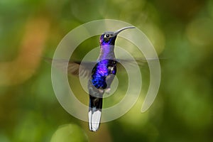 Violet Sabrewing - Campylopterus hemileucurus large flying hummingbird native to southern Mexico and Central America as far as photo