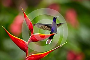 Violet Sabrewing Campylopterus hemileucurus, perched on red heliconia flower with outstretched wings. photo