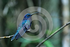 Violet Sabrewing - Campylopterus hemileucurus photo