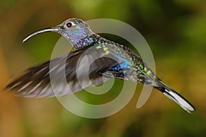 Violet Sabrewing Humming bird photo